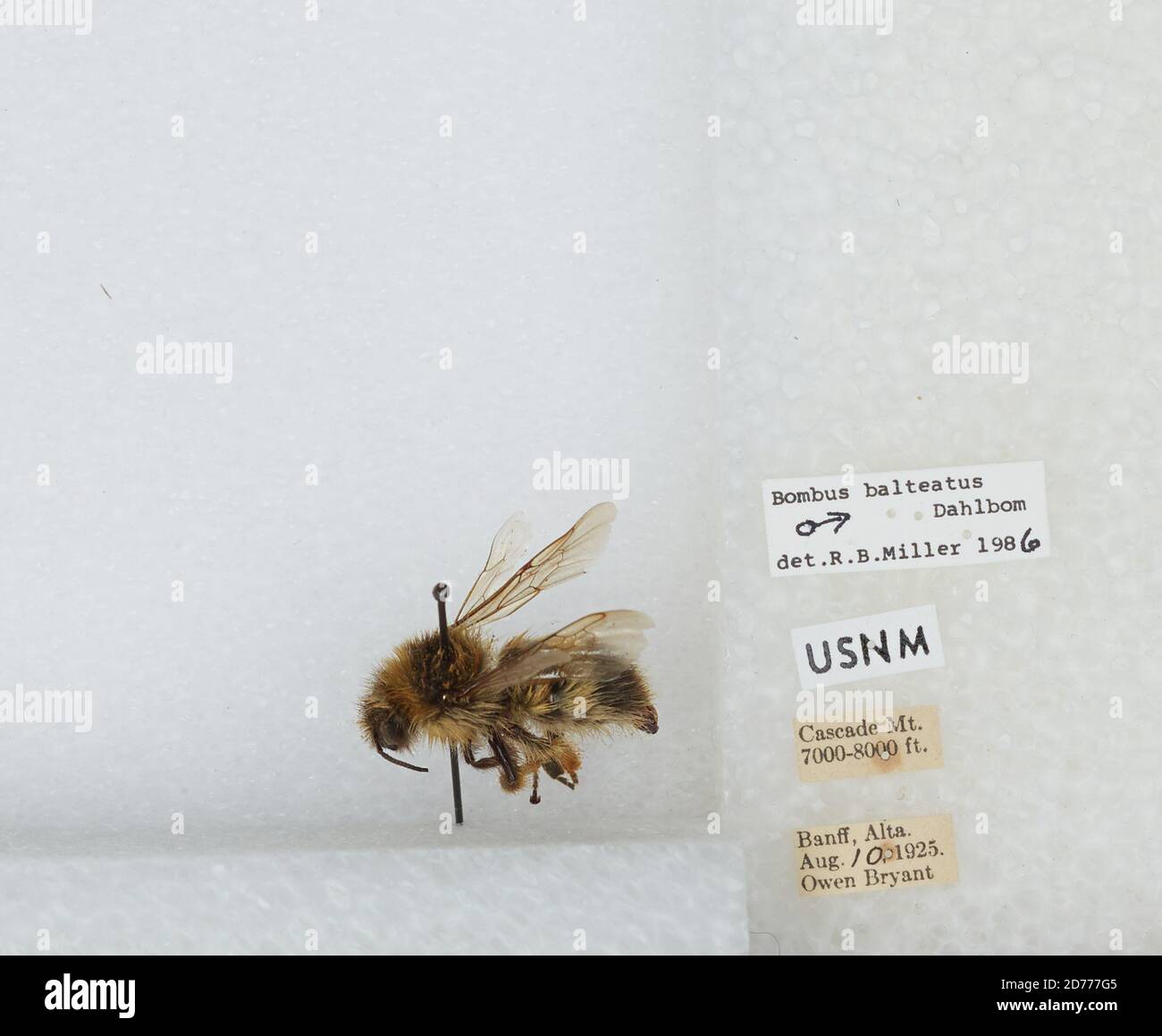 Cascade Mountain, Banff, Alberta, Canada, Bombus (Alpinobombus ...