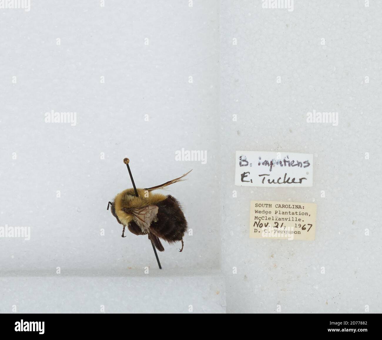 McClellanville, Wedge Plantation, Charleston, South Carolina, United States, Bombus (Pyrobombus