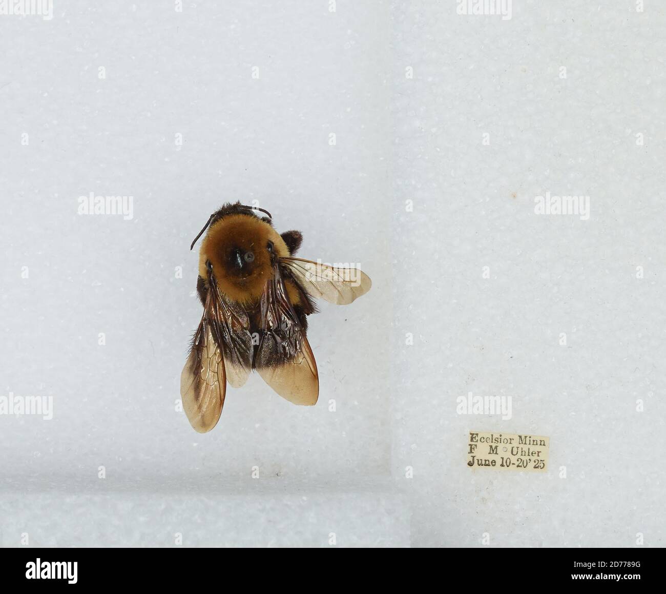Excelsior, Hennepin, Minnesota, United States, Bombus (Pyrobombus ...