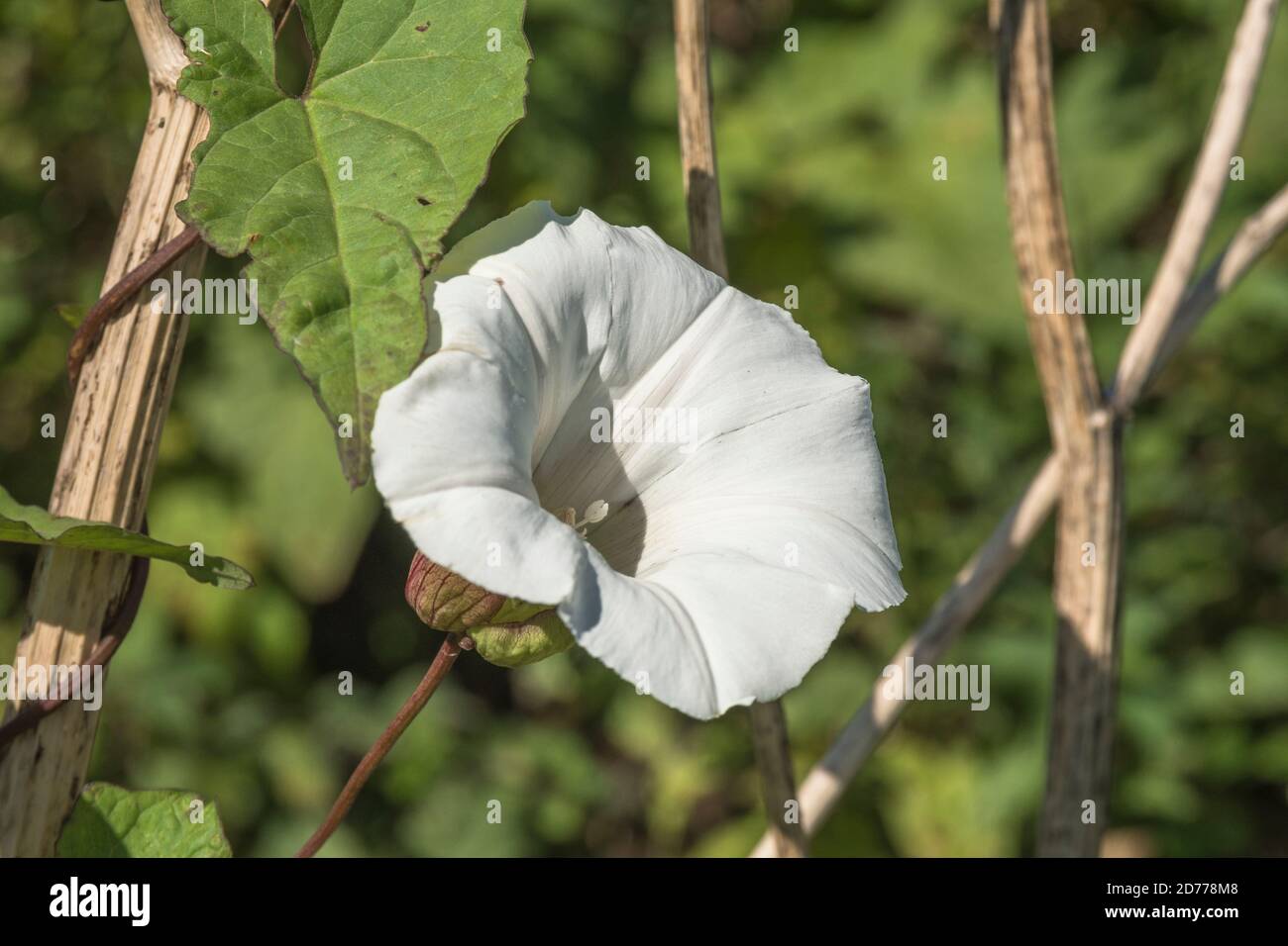 Climbing Weeds High Resolution Stock Photography and Images - Alamy