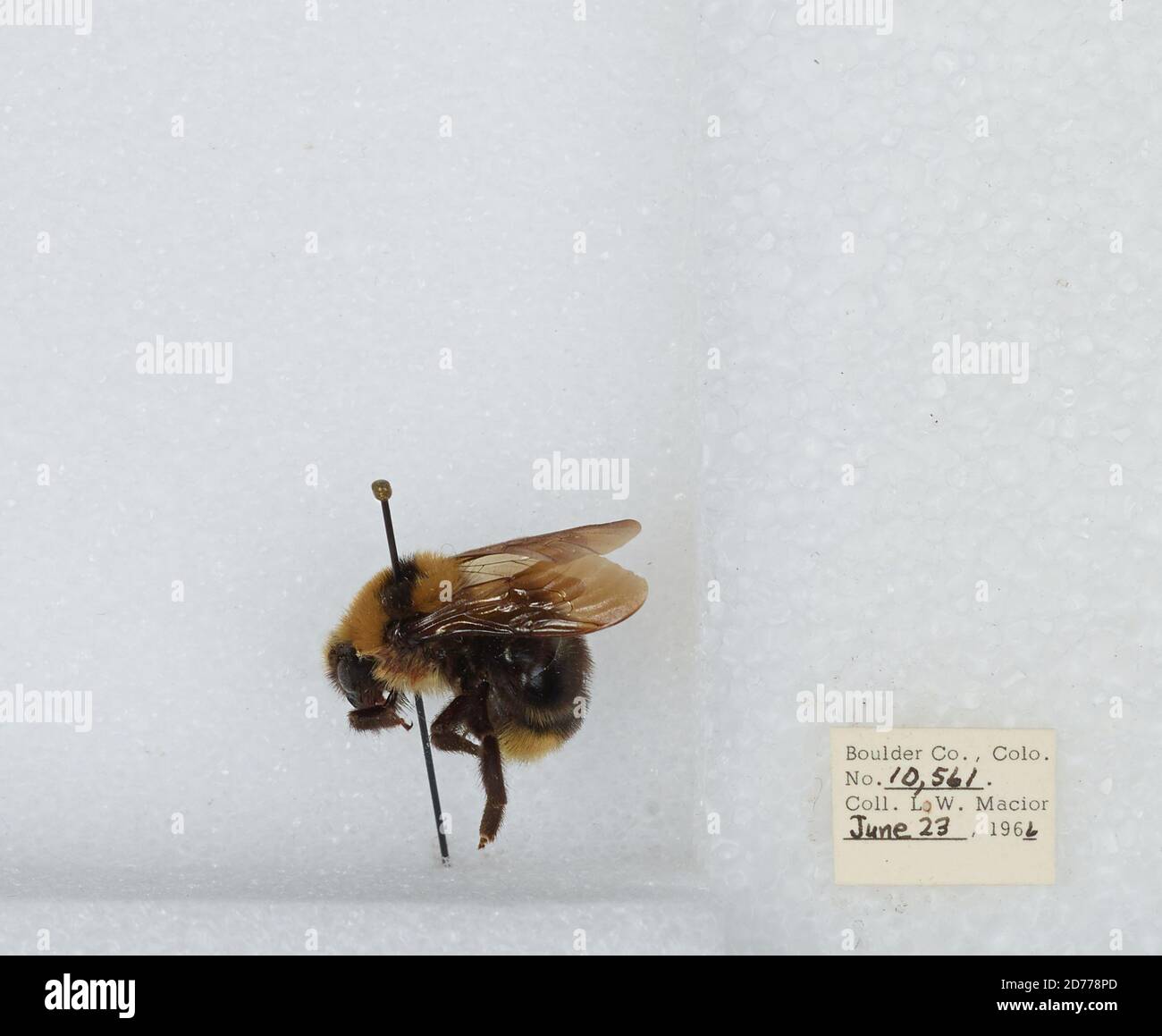 Boulder, Colorado, United States, Bombus (Psithyrus) insularis (Smith ...