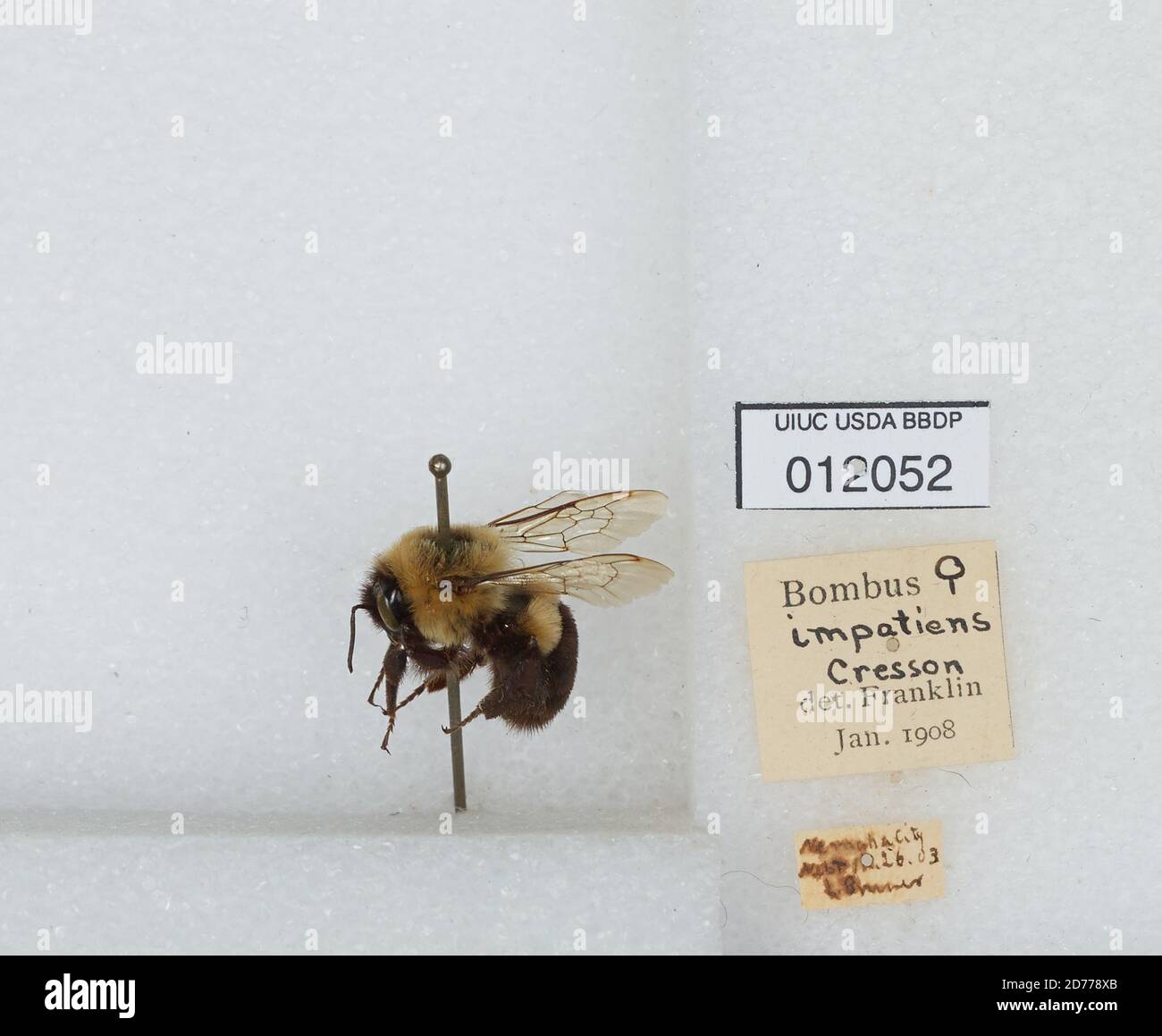 Nemaha City, Nemaha, Nebraska, United States, Bombus (Pyrobombus