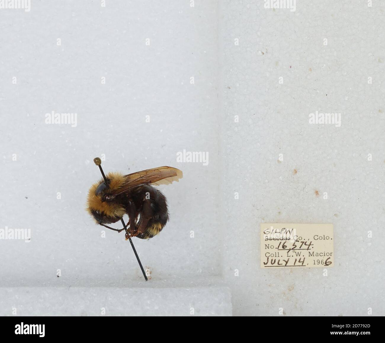 Gilpin, Colorado, United States, Bombus (Psithyrus) insularis (Smith ...