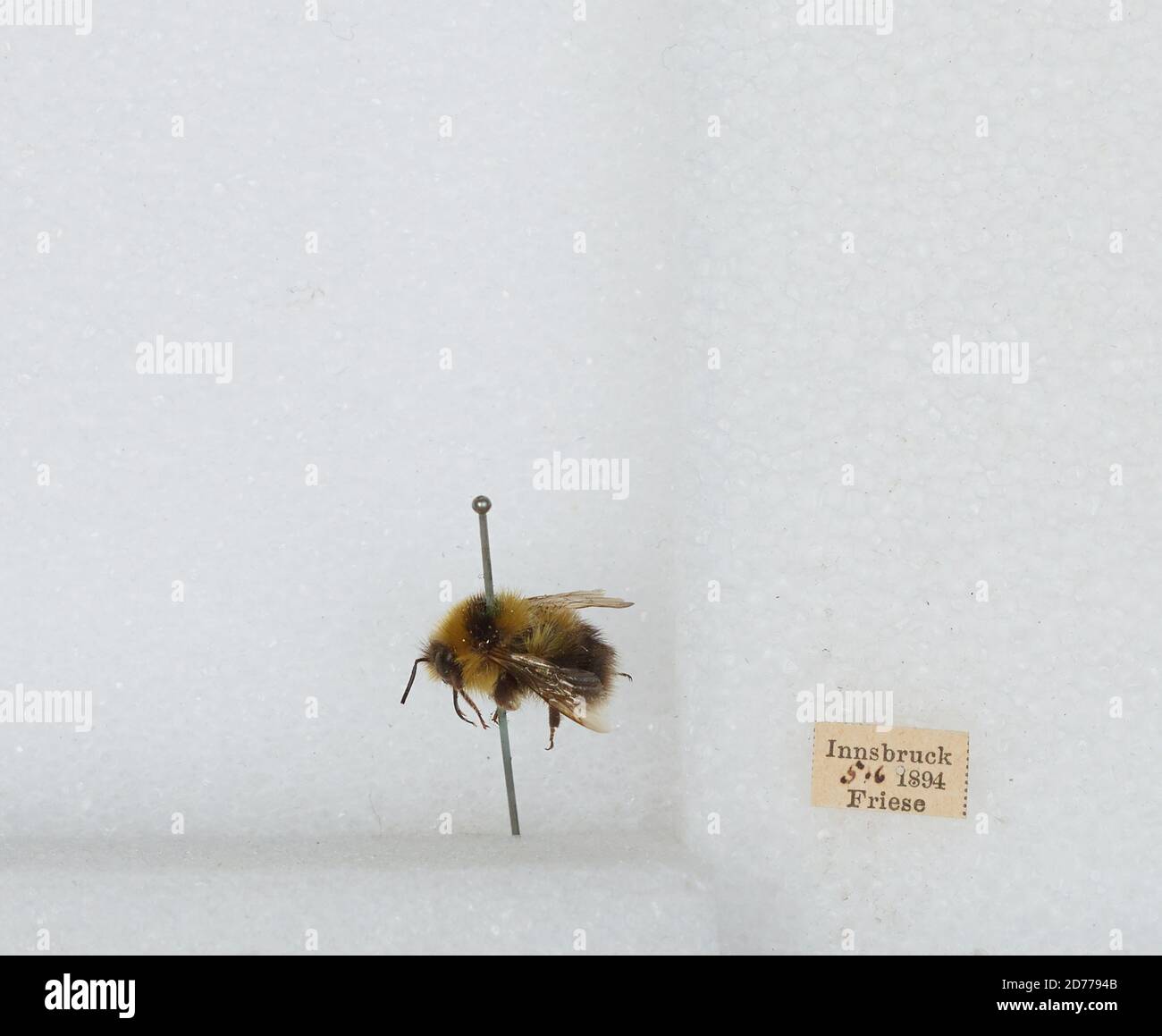 Innsbruck, Tyrol, Austria, Bombus (Pyrobombus) jonellus (Kirby), Animalia, Arthropoda, Insecta, Hymenoptera, Apidae, Apinae Stock Photo