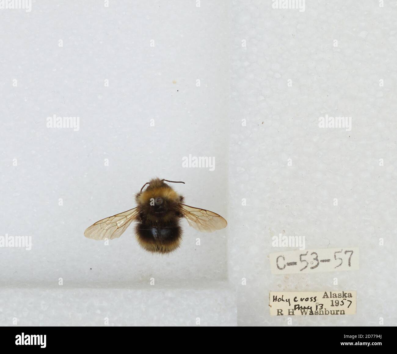 Holy Cross, Yukon-Koyukuk, Alaska, United States, Bombus (Bombus ...