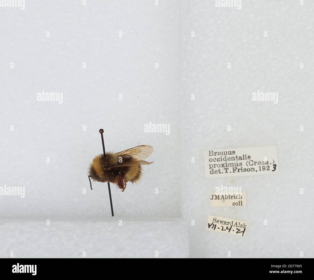 Kennai Insect Seward, Kenai Peninsula, Alaska, United States, Bombus (Bombus ...