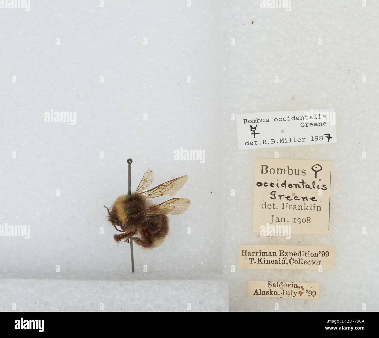 Kennai Insect Seldovia, Kenai Peninsula, Alaska, United States, Bombus (Bombus ...
