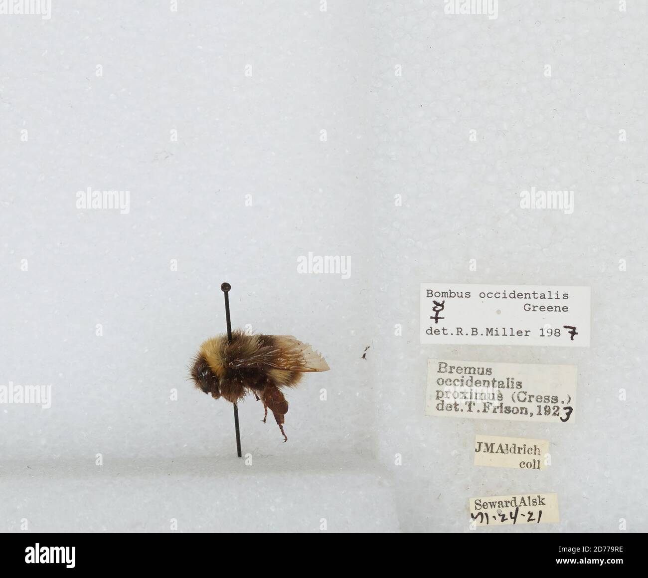 Kennai Insect Seward, Kenai Peninsula, Alaska, United States, Bombus (Bombus ...