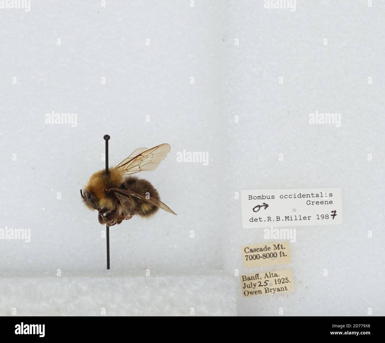 Cascade Mountain (Banff National Park), Alberta, Canada, Bombus (Bombus ...