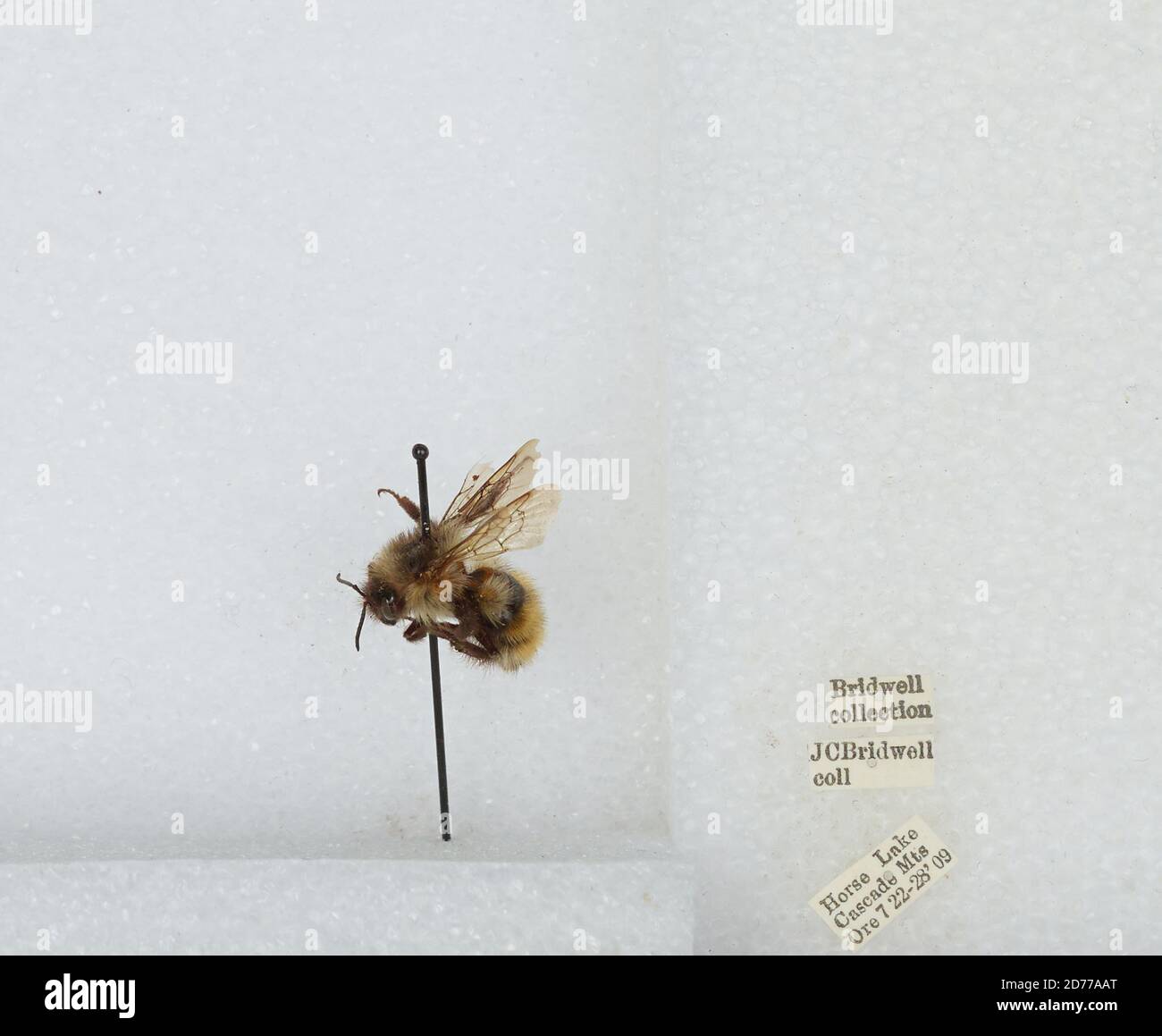 Horse Lake, Cascade Mountains, Lane, Oregon, United States, Bombus ...