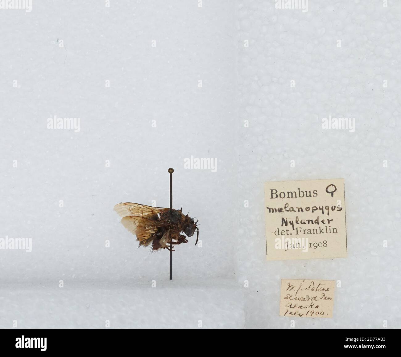 Kennai Insect Kenai Peninsula, Alaska, United States, Bombus (Pyrobombus) melanopygus ...