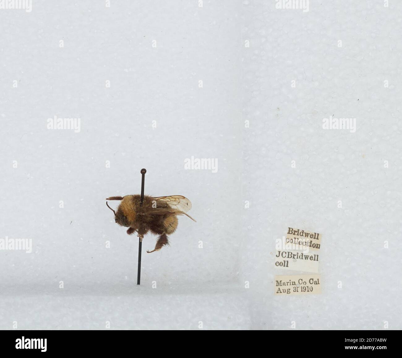 Marin, California, United States, Bombus (Bombus) occidentalis Greene ...