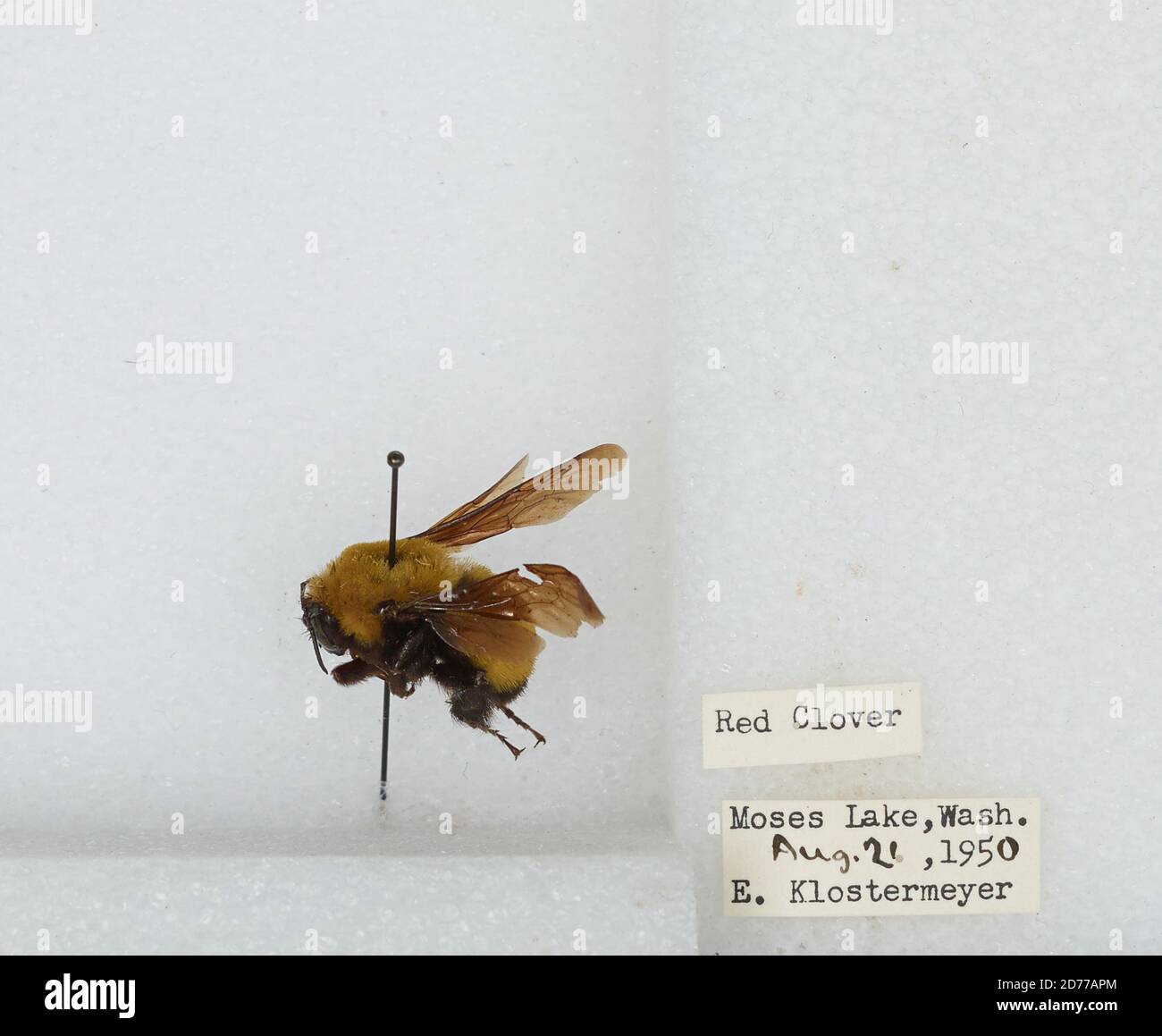 Moses Lake, Grant, Washington, United States, Bombus (Separatobombus ...