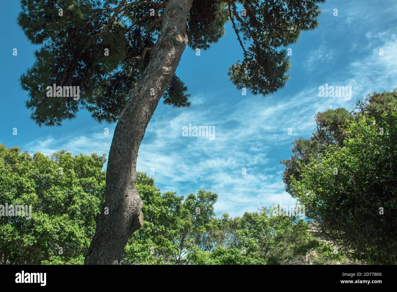 a majestic domestic pine stands out against a sky speckled with clouds, in the background other bright green foliage of trees Stock Photo