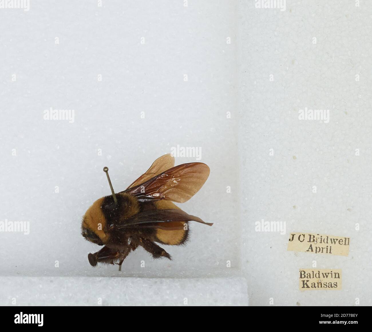 Baldwin, Douglas, Kansas, United States, Bombus (Bombias) auricomus ...