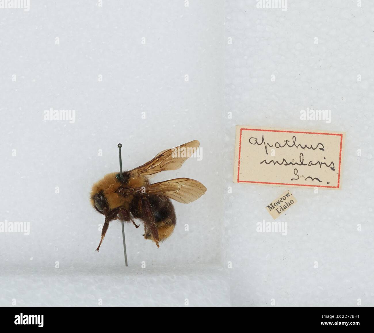 Moscow, Latah, Idaho, United States, Bombus (Psithyrus) insularis ...