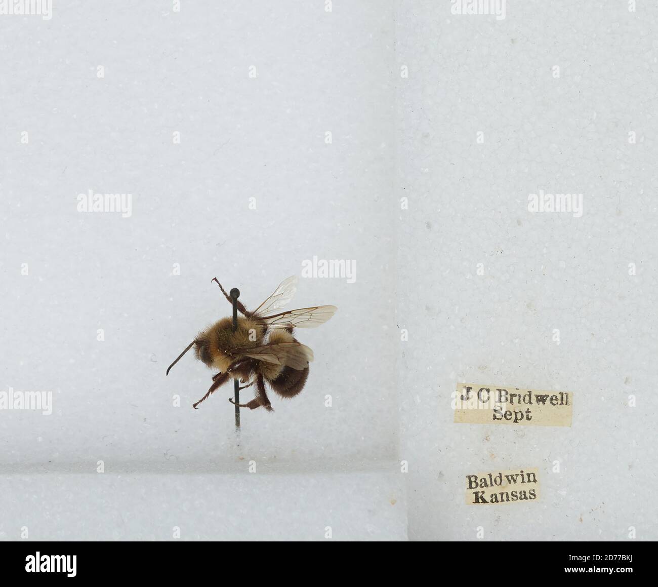 Baldwin, Douglas, Kansas, United States, Bombus (Pyrobombus) impatiens ...