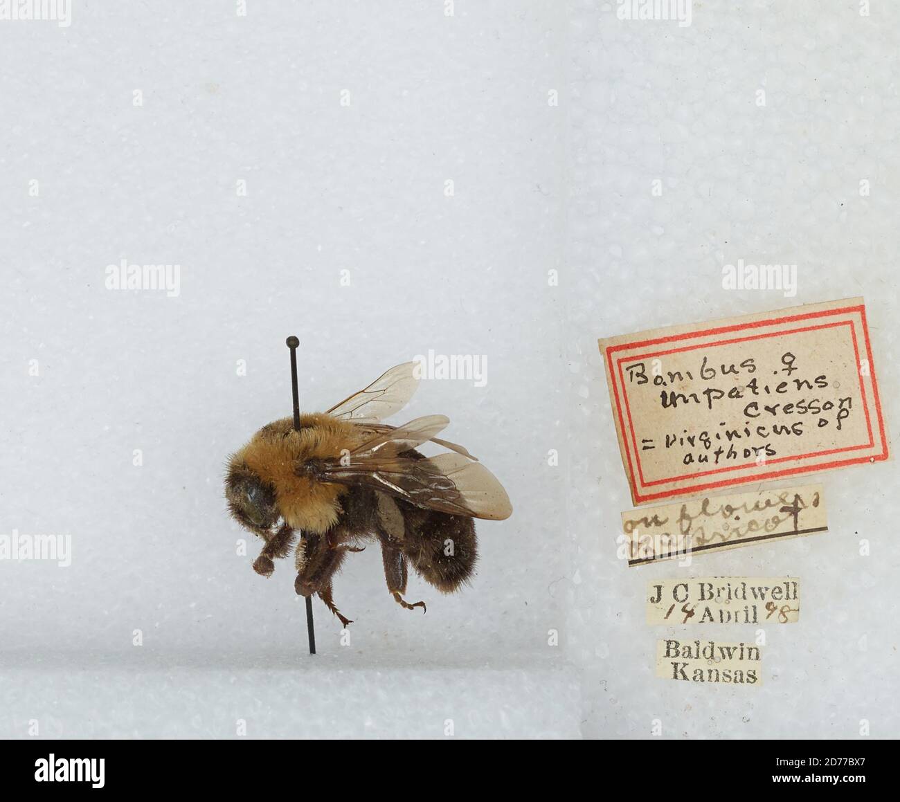 Baldwin, Douglas, Kansas, United States, Bombus (Pyrobombus) impatiens ...