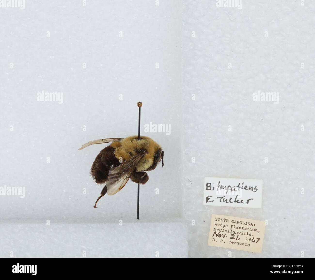 Wedge Plantation, McClellanville, Charleston, South Carolina, United States, Bombus (Pyrobombus