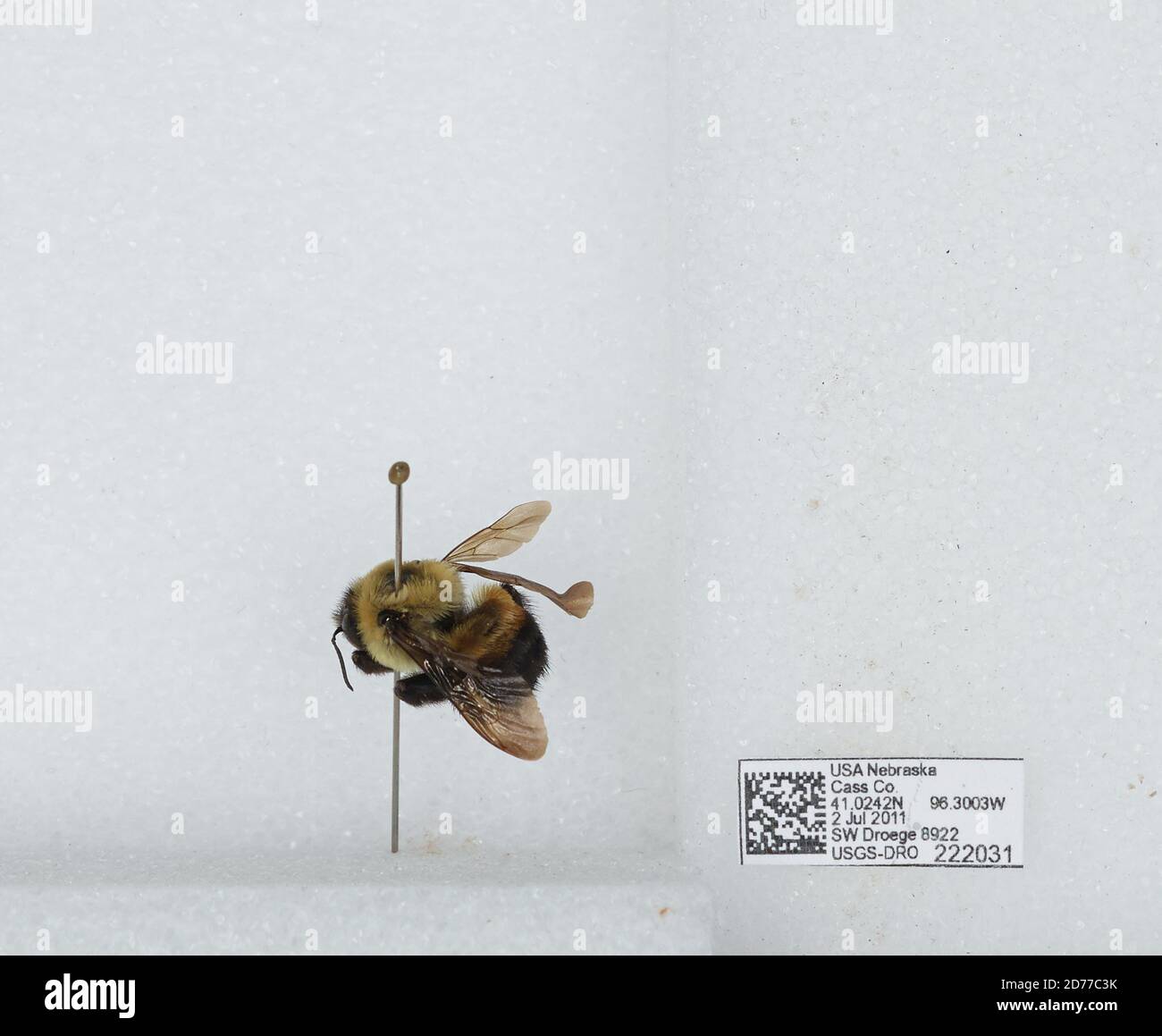 Cass, Nebraska, United States, Bombus (Separatobombus) griseocollis (De