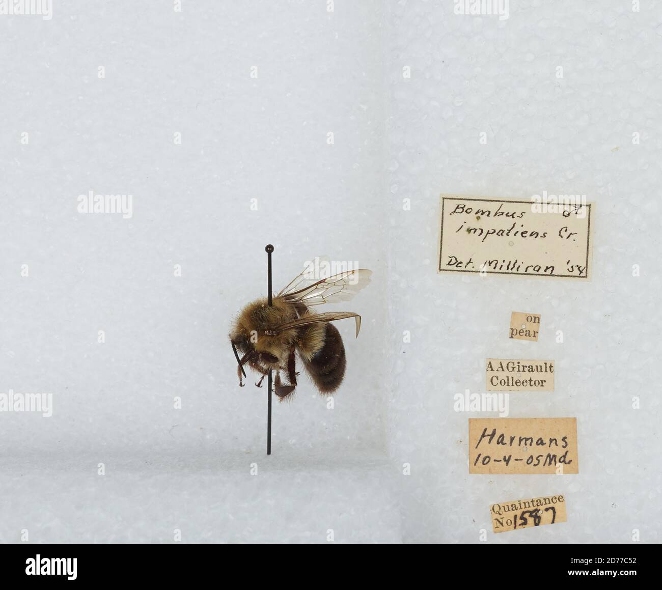 Errandel Insect Harmans, Anne Arundel, Maryland, United States, Bombus (Pyrobombus ...