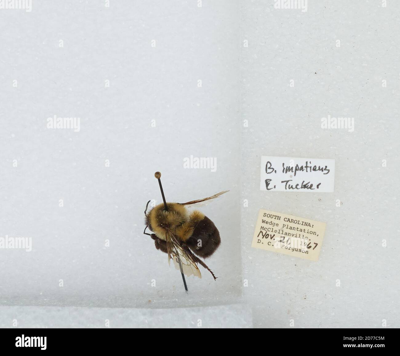 McClellanville, Wedge Plantation, Charleston, South Carolina, United States, Bombus (Pyrobombus