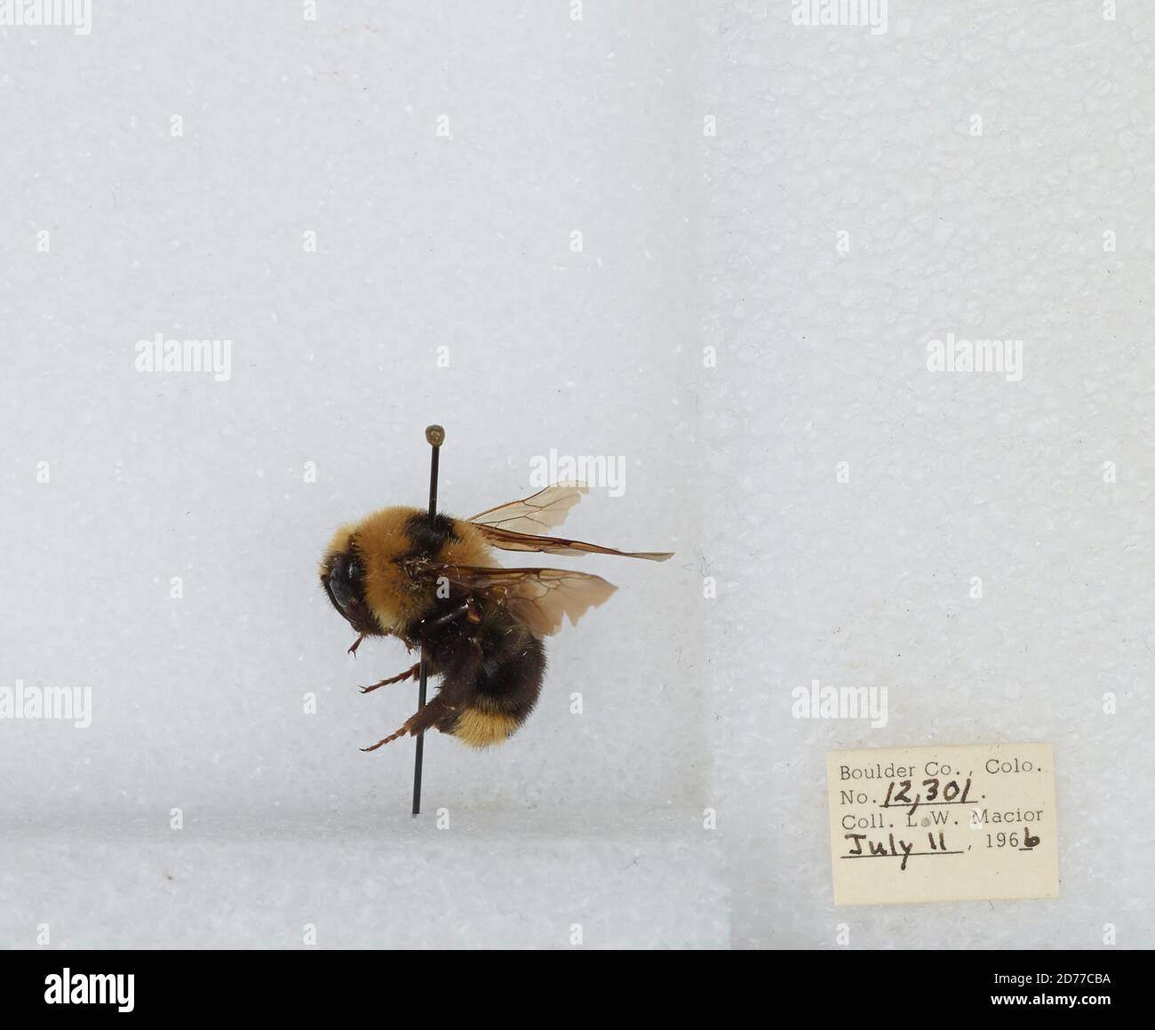 Boulder, Colorado, United States, Bombus (Psithyrus) insularis (Smith ...