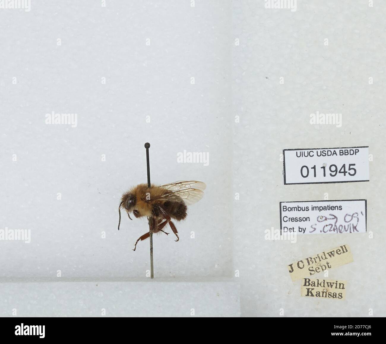 Baldwin City, Douglas, Kansas, United States, Bombus (Pyrobombus ...