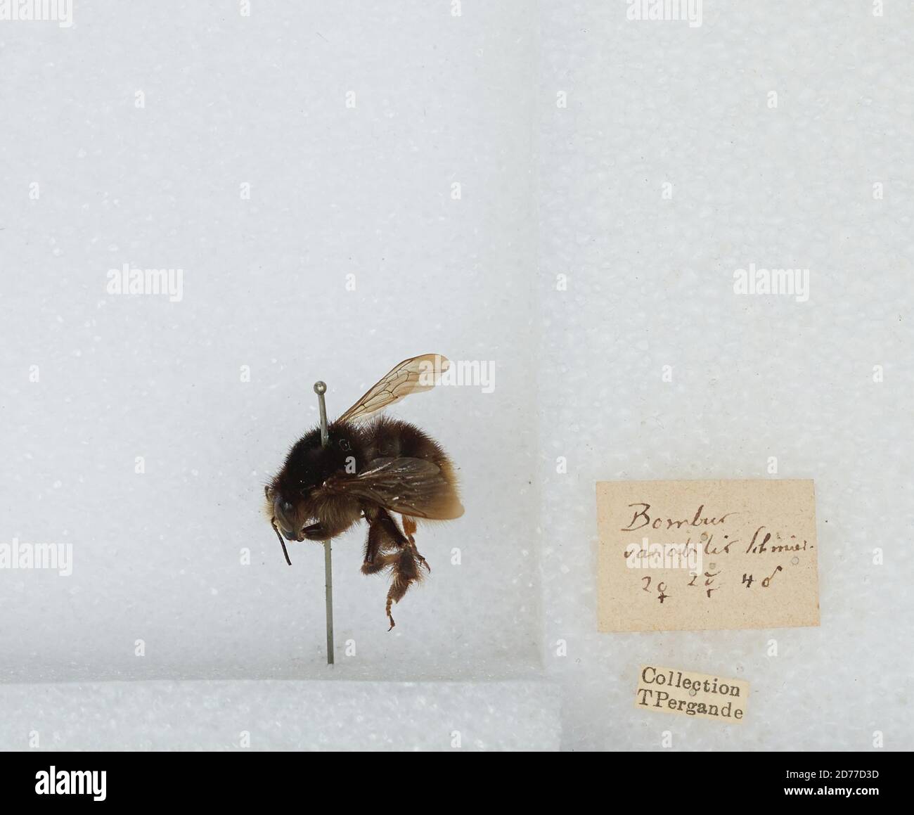 Bombus Humilis High Resolution Stock Photography and Images - Alamy