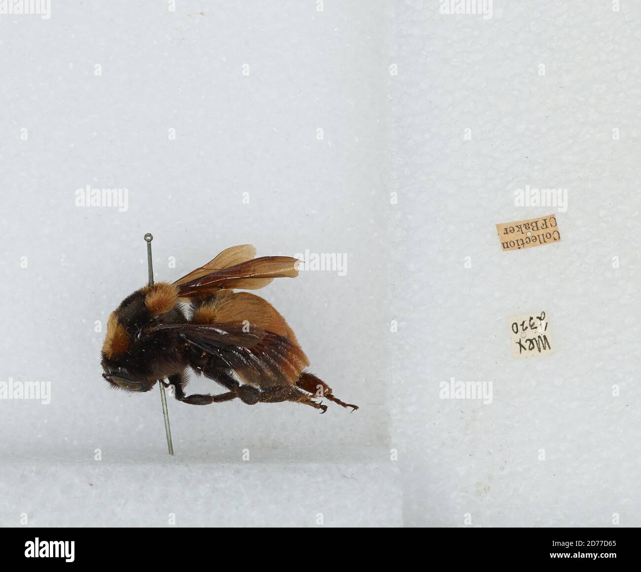 Mexico, Bombus (Brachycephalobombus) haueri Handlirsch, Animalia