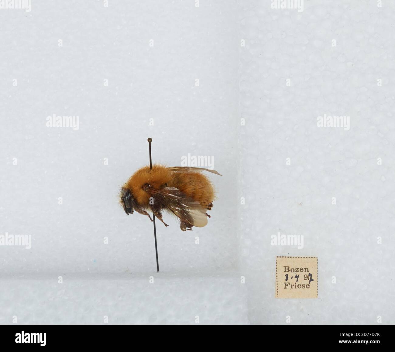 Bozen, Bezirk Laufenburg, Aargau, Switzerland, Bombus (Thoracobombus ...