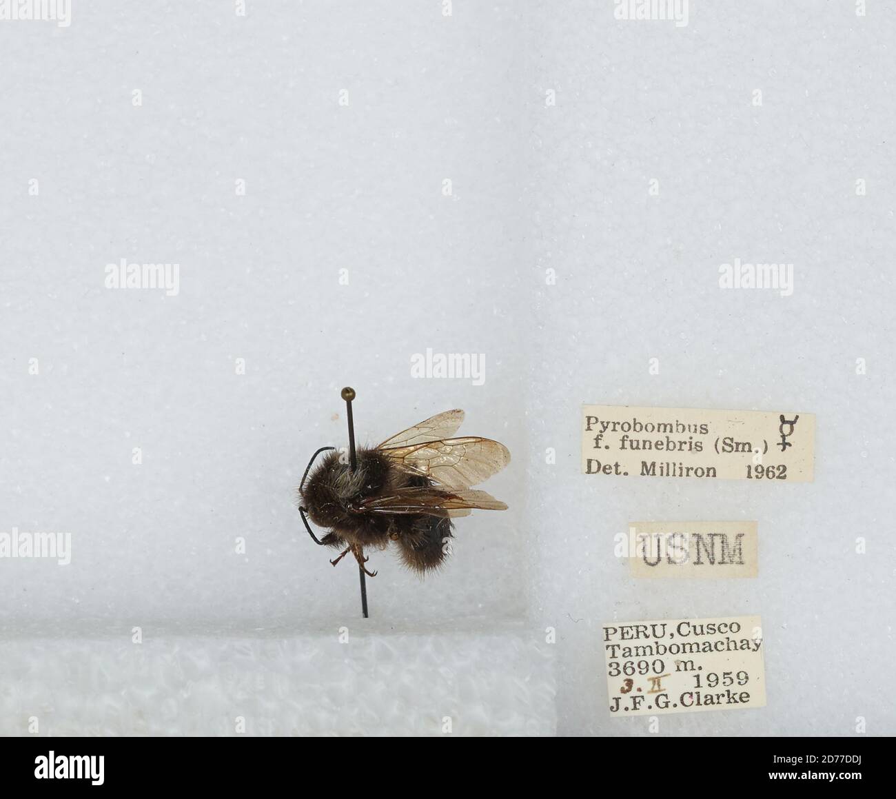 Tambuohan Insect Tambomachay, Cusco, Peru, Bombus (Funebribombus) funebris funebris ...