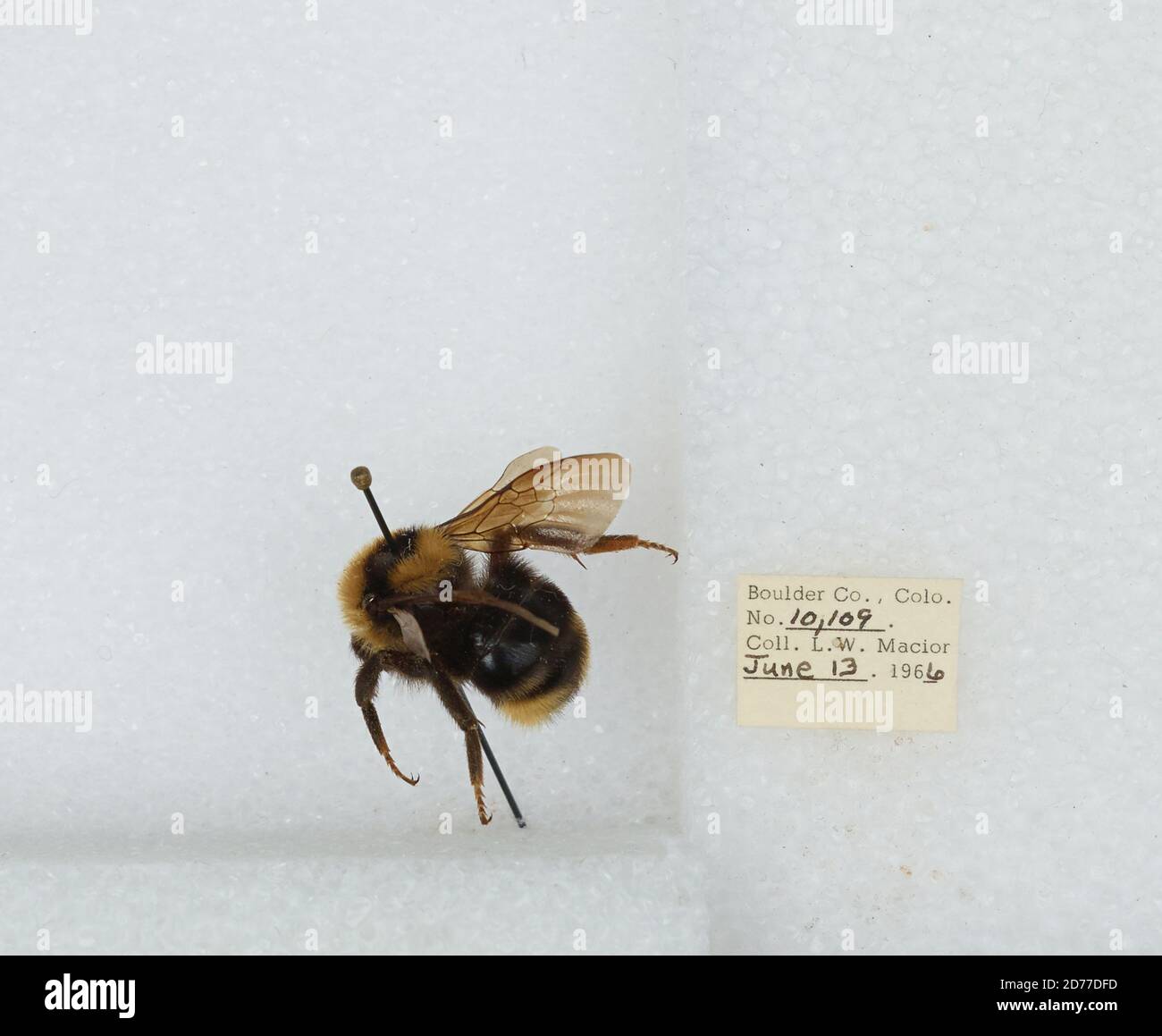 Boulder, Colorado, United States, Bombus (Psithyrus) insularis (Smith ...