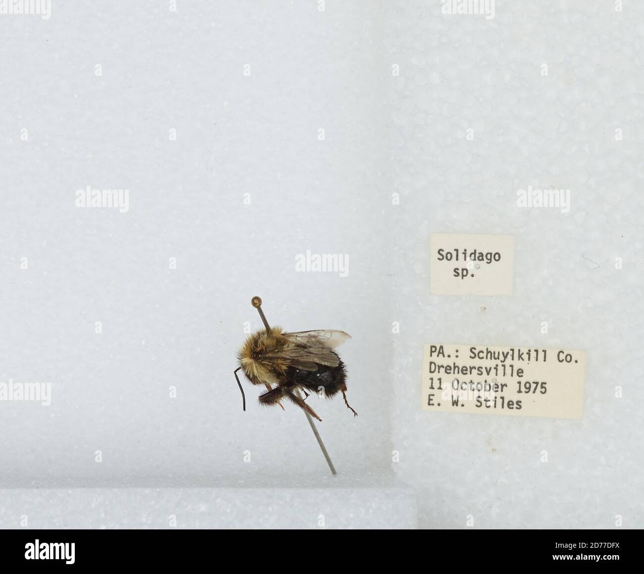Drehersville, Schuylkill, Pennsylvania, United States, Bombus ...