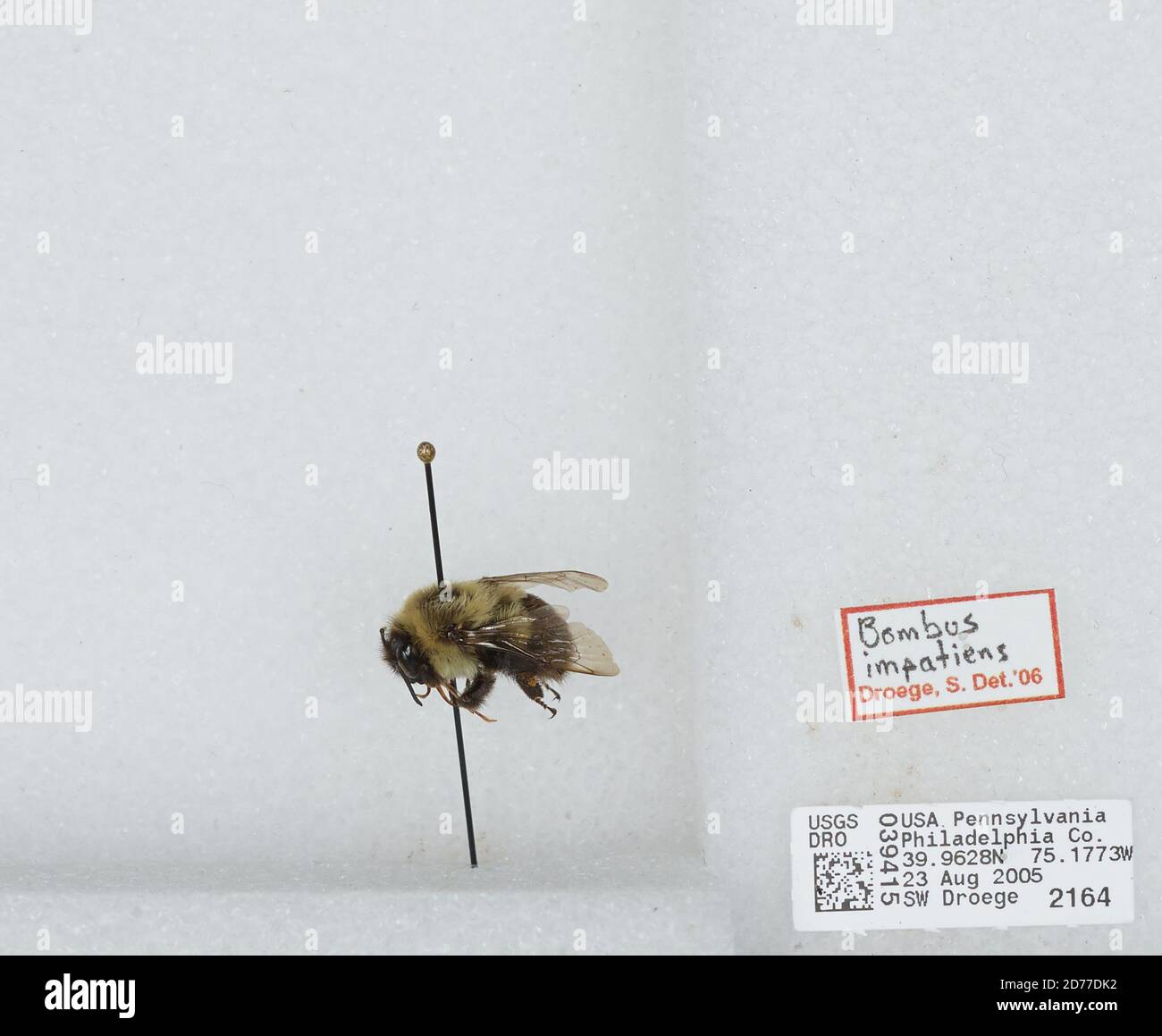Philadelphia, Pennsylvania, United States, Bombus (Pyrobombus ...