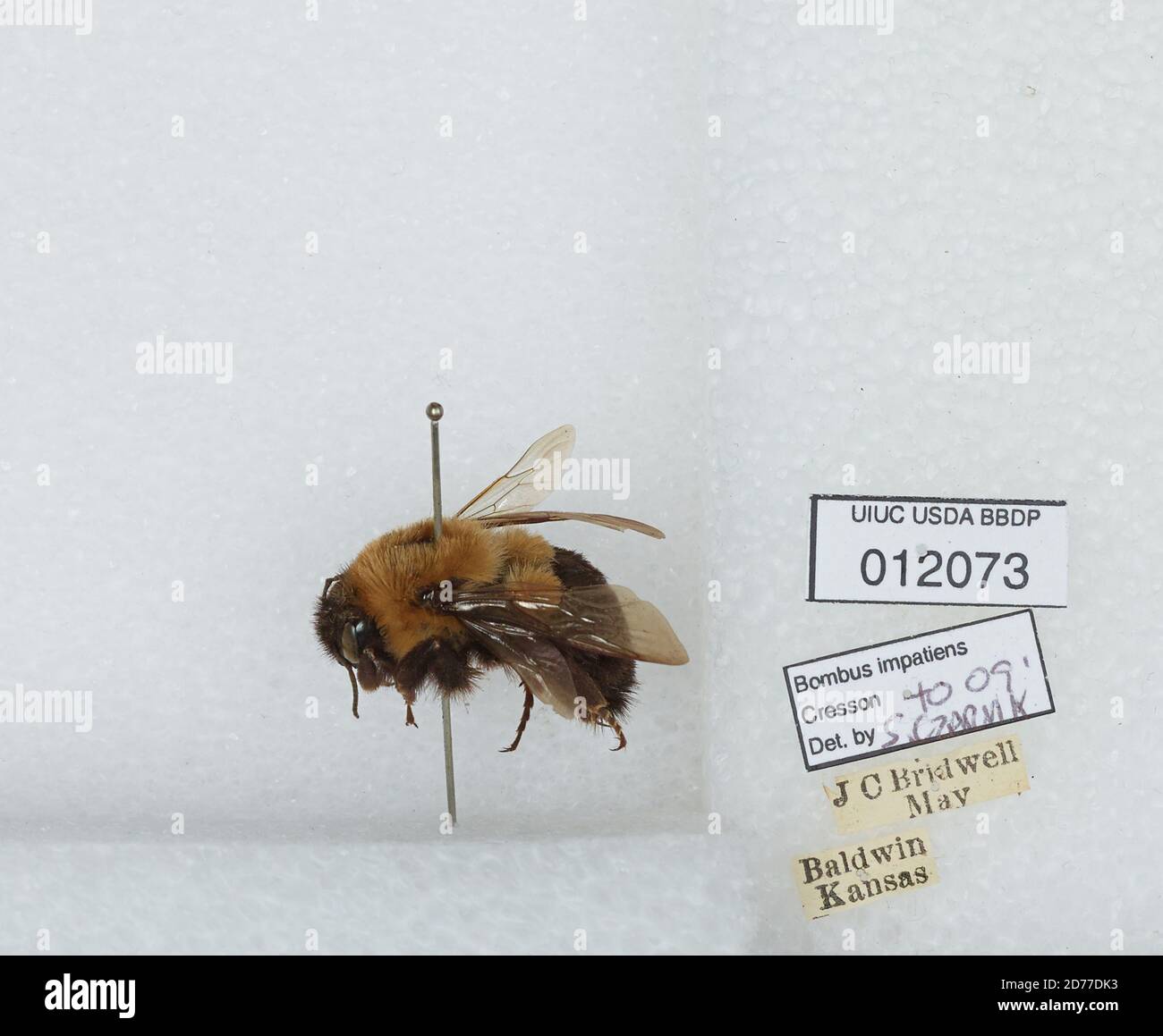 Baldwin, Douglas, Kansas, United States, Bombus (Pyrobombus) impatiens ...