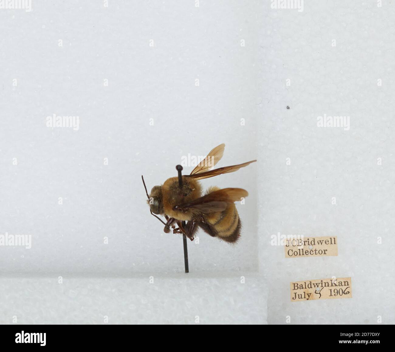 Baldwin, Douglas, Kansas, United States, Bombus (Bombias) auricomus ...