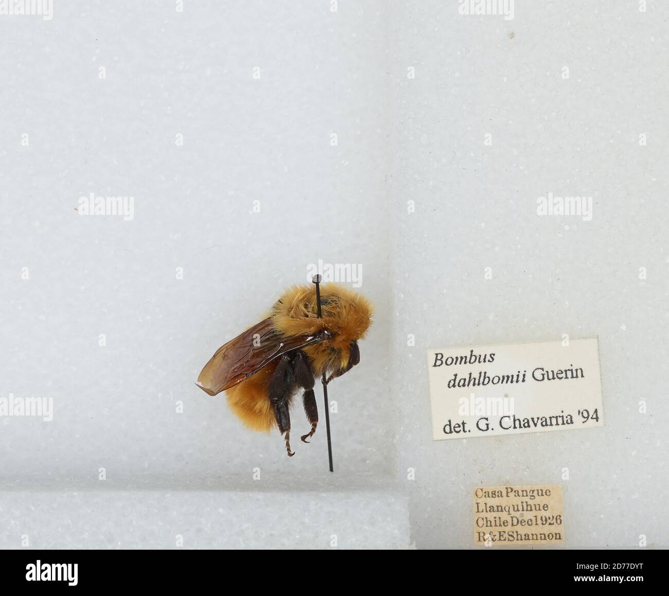 Casa Pangue, Llanquihue, Los Lagos, Chile, Bombus (Fervidobombus) dahlbomii Guérin, Animalia, Arthropoda, Insecta, Hymenoptera, Apidae, Apinae Stock Photo