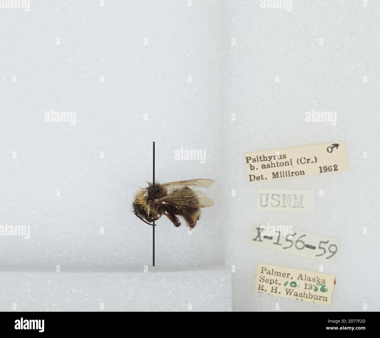Palmer, MatanuskaSusitna, Alaska, United States, Bombus (Psithyrus