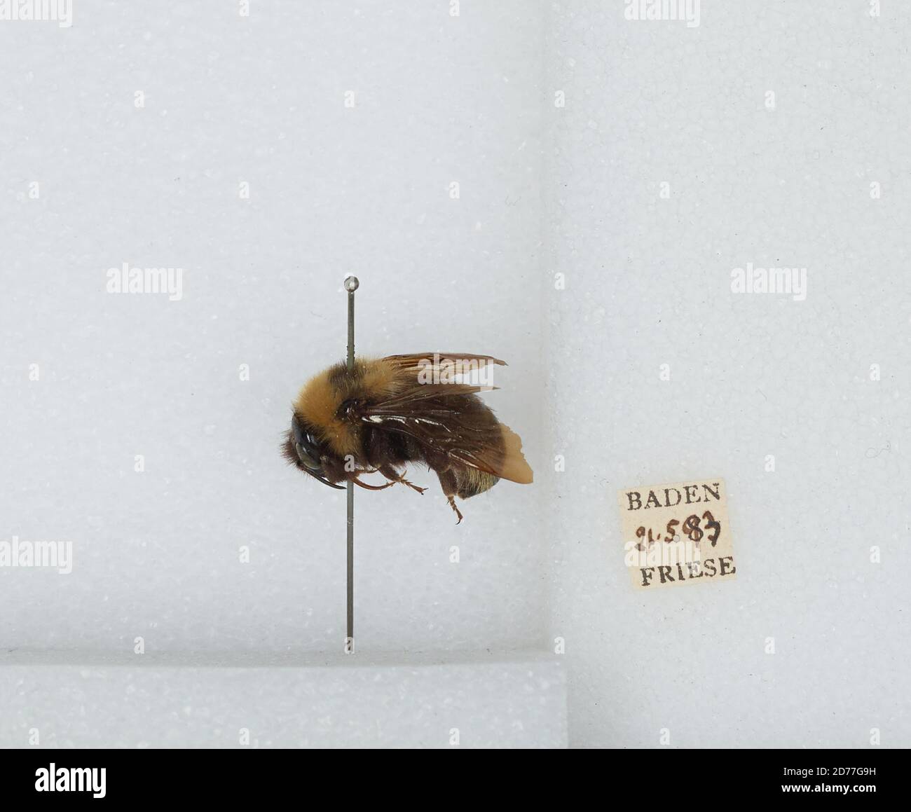 Baden, Baden-Württemberg, Germany, Bombus (Psithyrus) campestris Panzer, Animalia, Arthropoda, Insecta, Hymenoptera, Apidae, Apinae Stock Photo