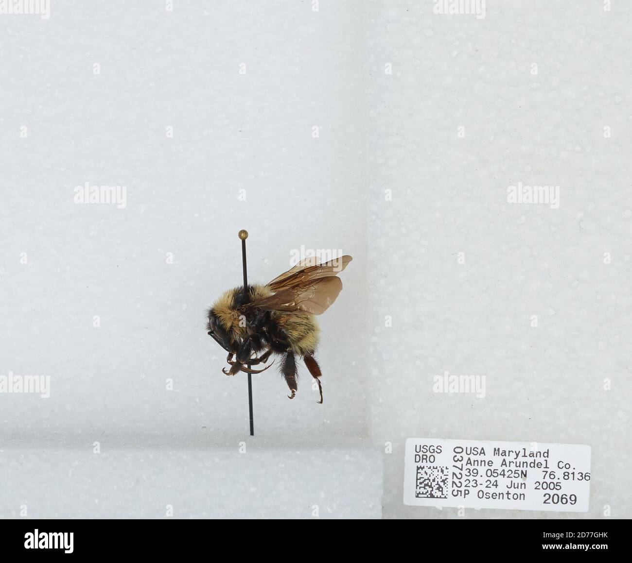 Errandel Insect Anne Arundel, Maryland, United States, Bombus (Fervidobombus) fervidus ...