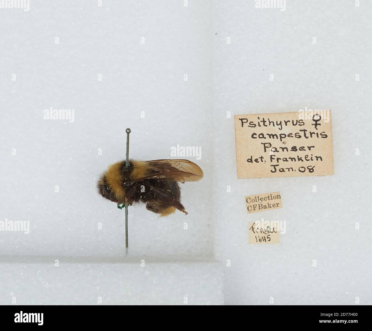 France, Bombus (Psithyrus) campestris Panzer, Animalia, Arthropoda, Insecta, Hymenoptera, Apidae, Apinae Stock Photo