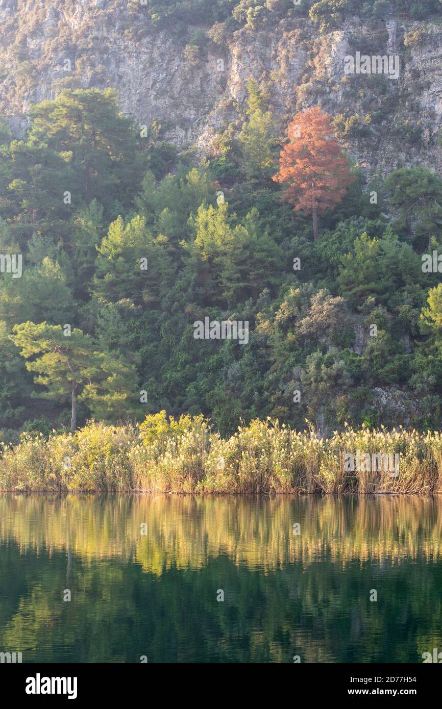 Autumn colours along Dalyan river, Province of Muğla, Turkey Stock Photo