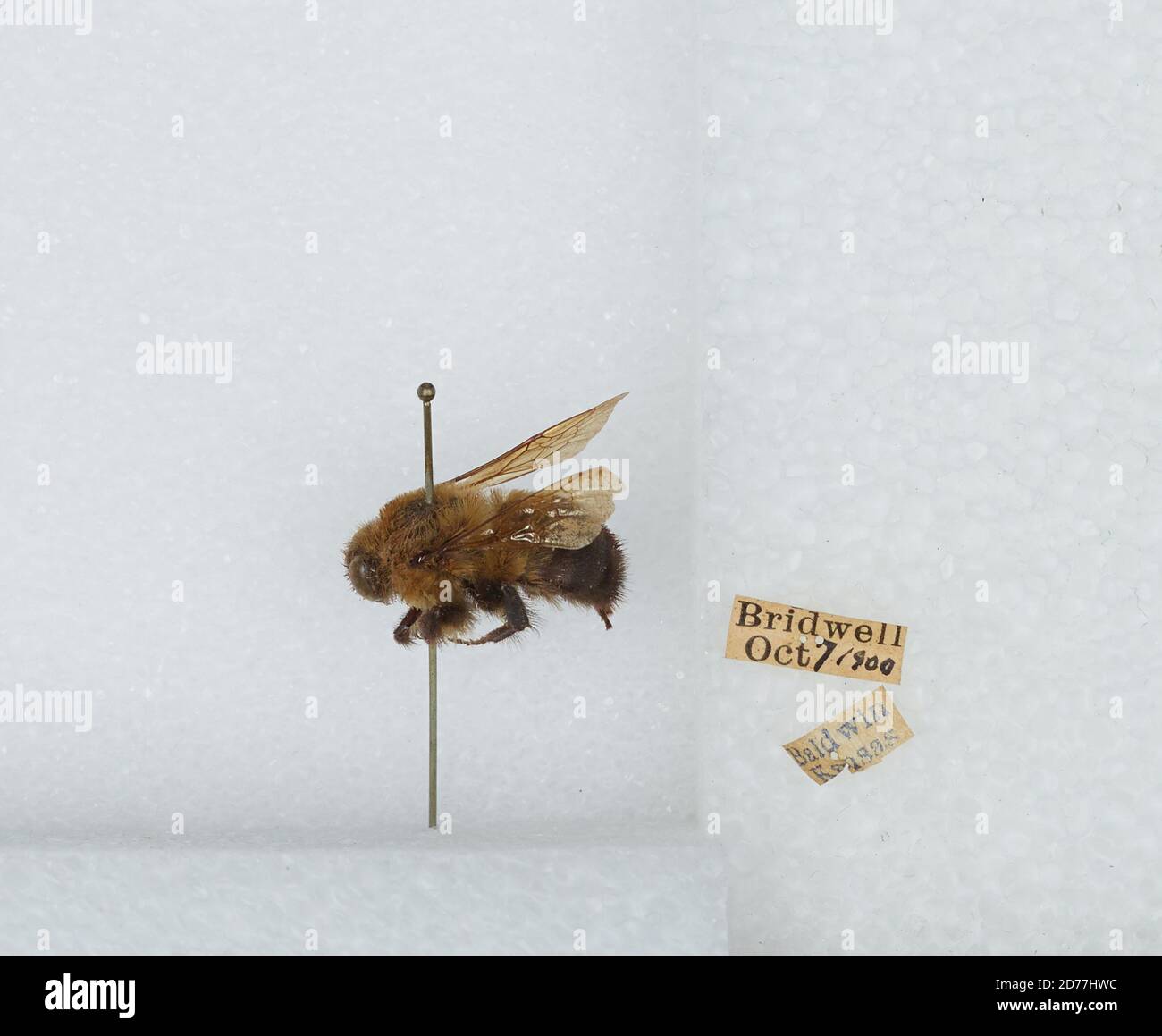 Baldwin, Douglas, Kansas, United States, Bombus (Separatobombus ...