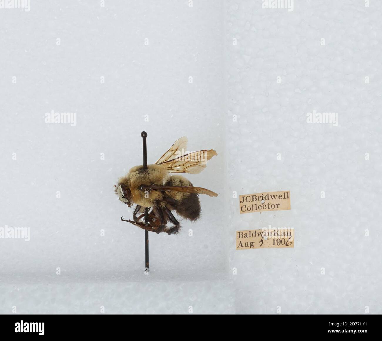 Baldwin, Douglas, Kansas, United States, Bombus (Separatobombus ...