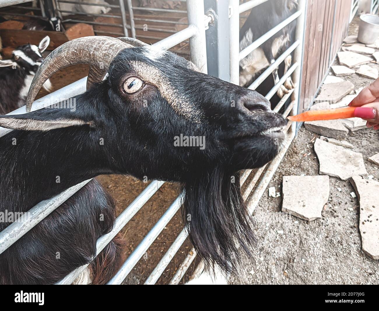 woman vet feeding goat. farm and farming concept. Stock Photo