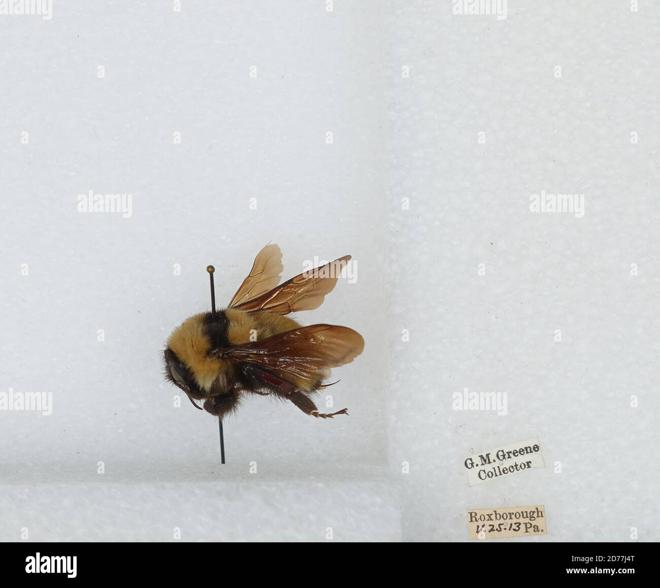 Roxborough, Philadelphia, Pennsylvania, United States, Bombus ...