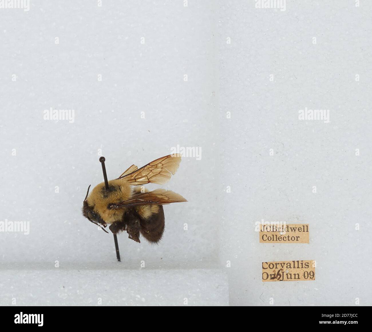 Oregon Bi Insect Corvallis, Benton, Oregon, United States, Bombus (Separatobombus ...