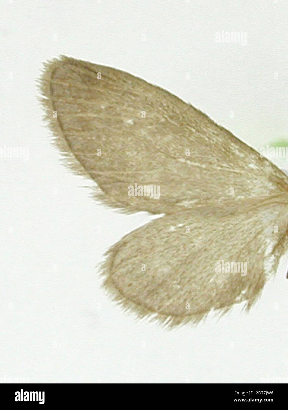 Pinned, Tehuacan, Mexico, Mexico, Coenocharis ouden Dyar, 1913, Animalia, Arthropoda, Insecta, Lepidoptera, Geometridae, Ennominae Stock Photo