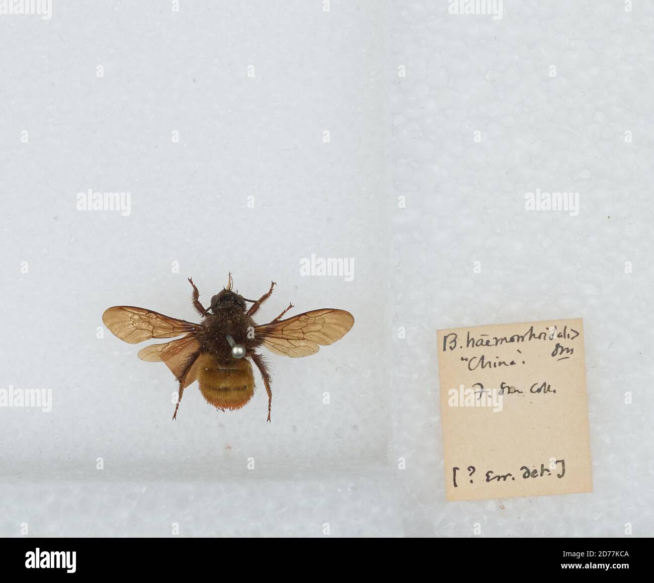 China, Bombus (Orientalibombus) haemorrhoidalis Smith, Animalia, Arthropoda, Insecta, Hymenoptera, Apidae, Apinae Stock Photo